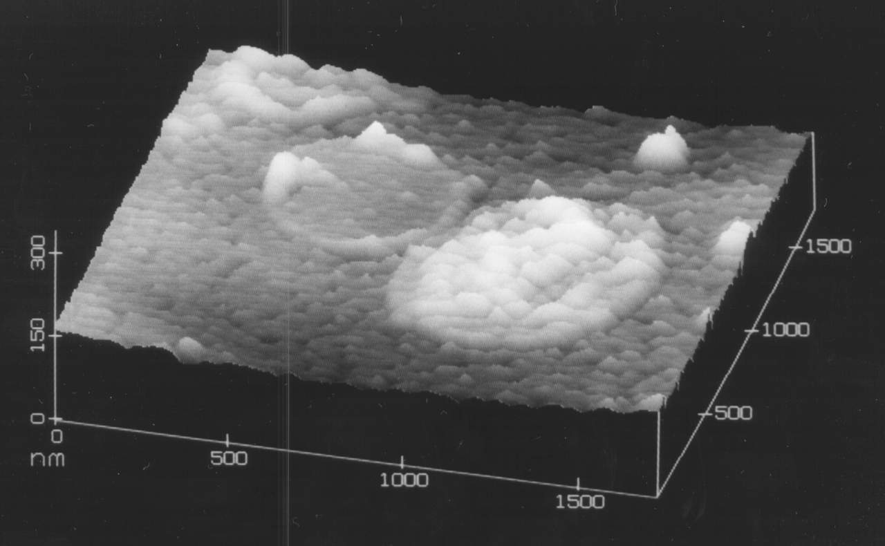 ROS disk membrane vesicles prepared on a carbon filmed TEM copper grid (imaged in air).
