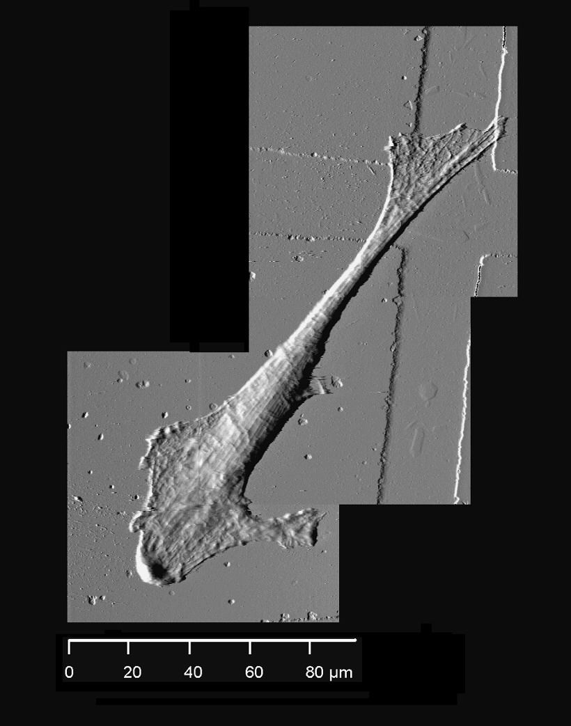 flc02