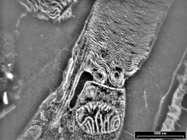 Cross section through a bovine photoreceptor cell (rod outer segment - ROS).