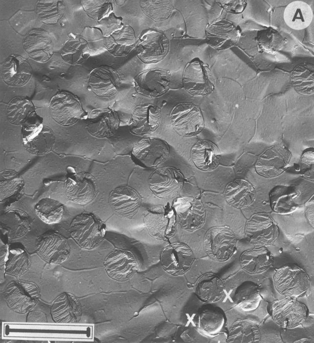 Bovine Photoreceptor Cells