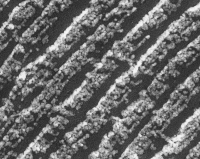 Longitudinal fracture through a bovine photoreceptor cell (rod outer segment - ROS). Single connecting structures between the adjacent disks can be seen.  Freeze Fracture