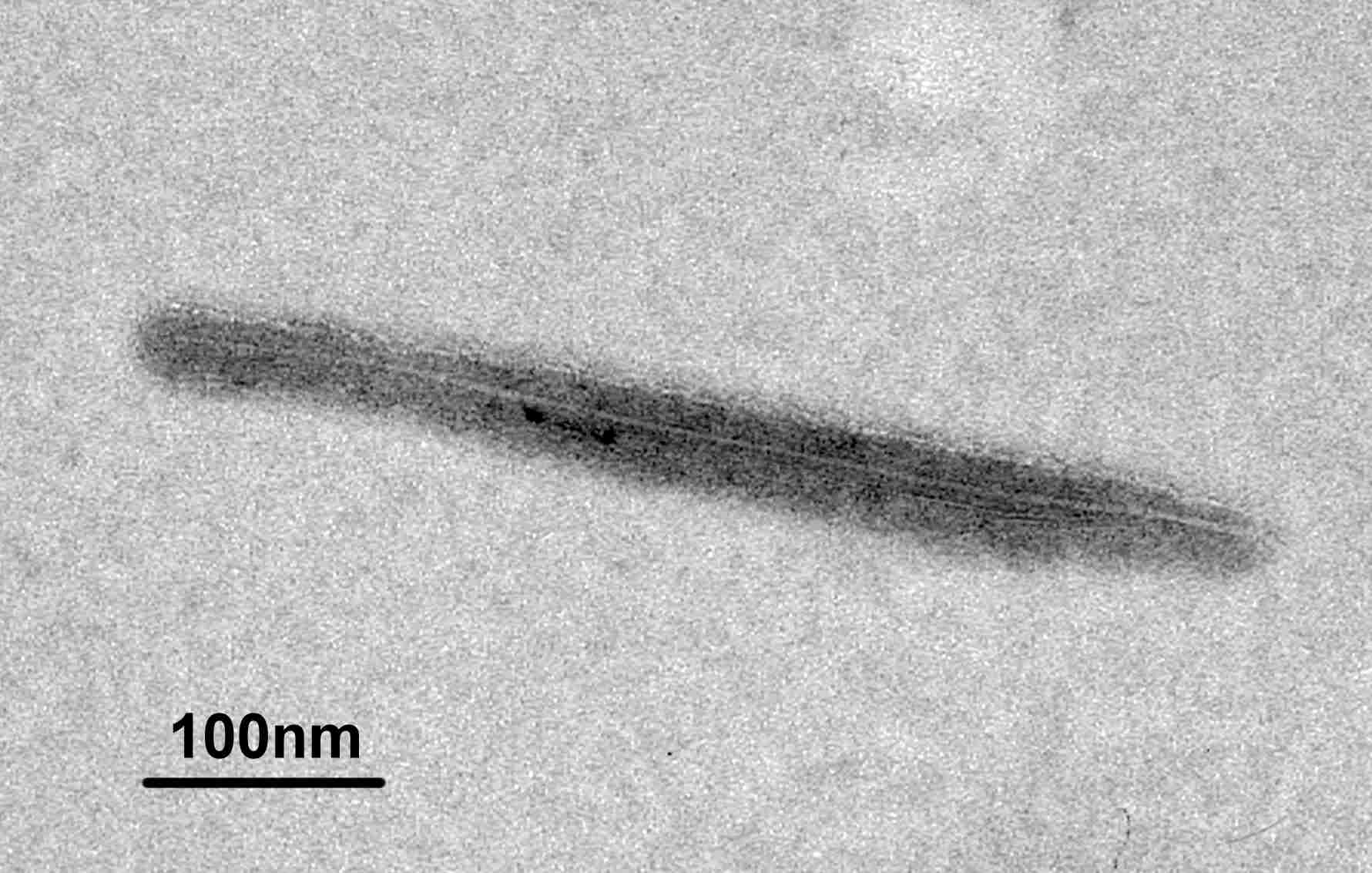 Baculovirus (TEM - stained with uranylacetate).