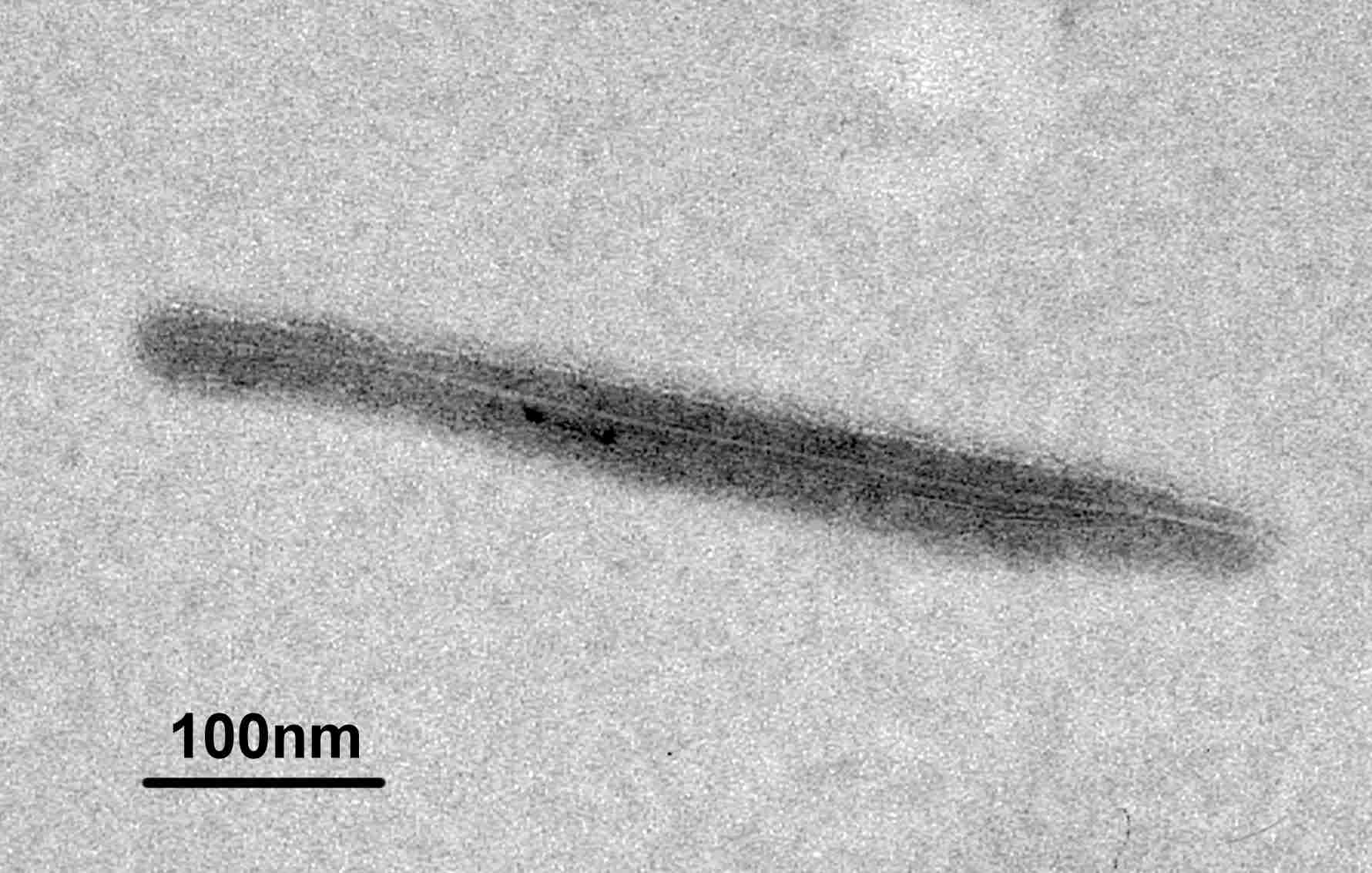 Baculovirus  (TEM - stained with uranylacetate).