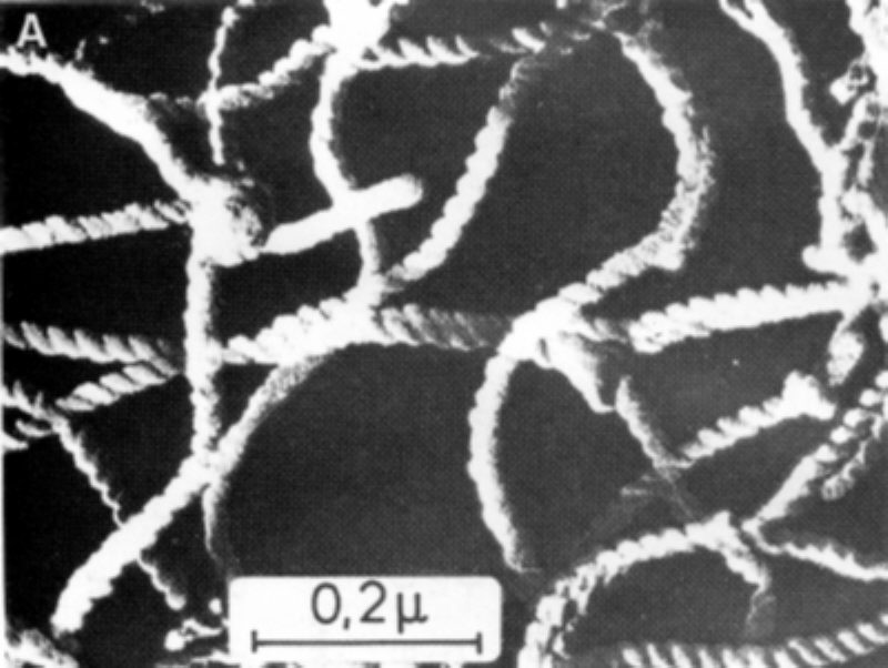 Hexyl-gluconamide gel  (Freeze-Etching TEM, mica fracture with following freeze drying)  Lit.: Demharter, S., Frey, H., Drechsler, M., Mühlhaupt, R. (1995) Synthesis and gel formation of amphiphilic semicarbazones containing saccharide units. Colloid