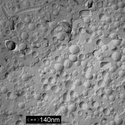 dmpc_liposome_ff1