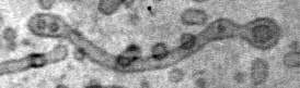 snake_1